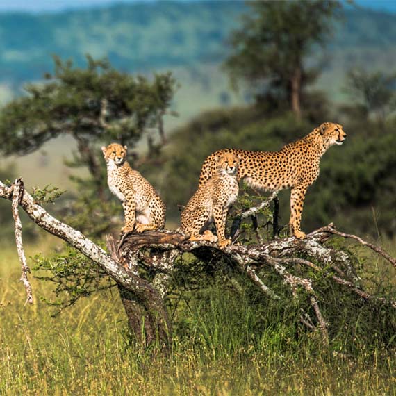 Kenya holidays